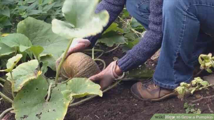 Image intitulée Cultiver une Citrouille Étape 7